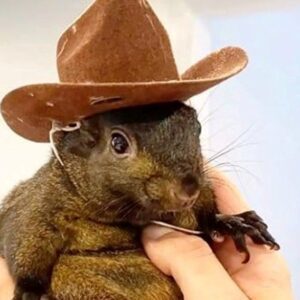 fenomen sincap peanutin olumu new yorka bela olacak GdyYWIyN