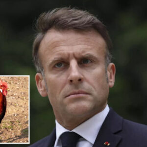 medvedevden macrona galya horozu benzetmesi cXxyflnj