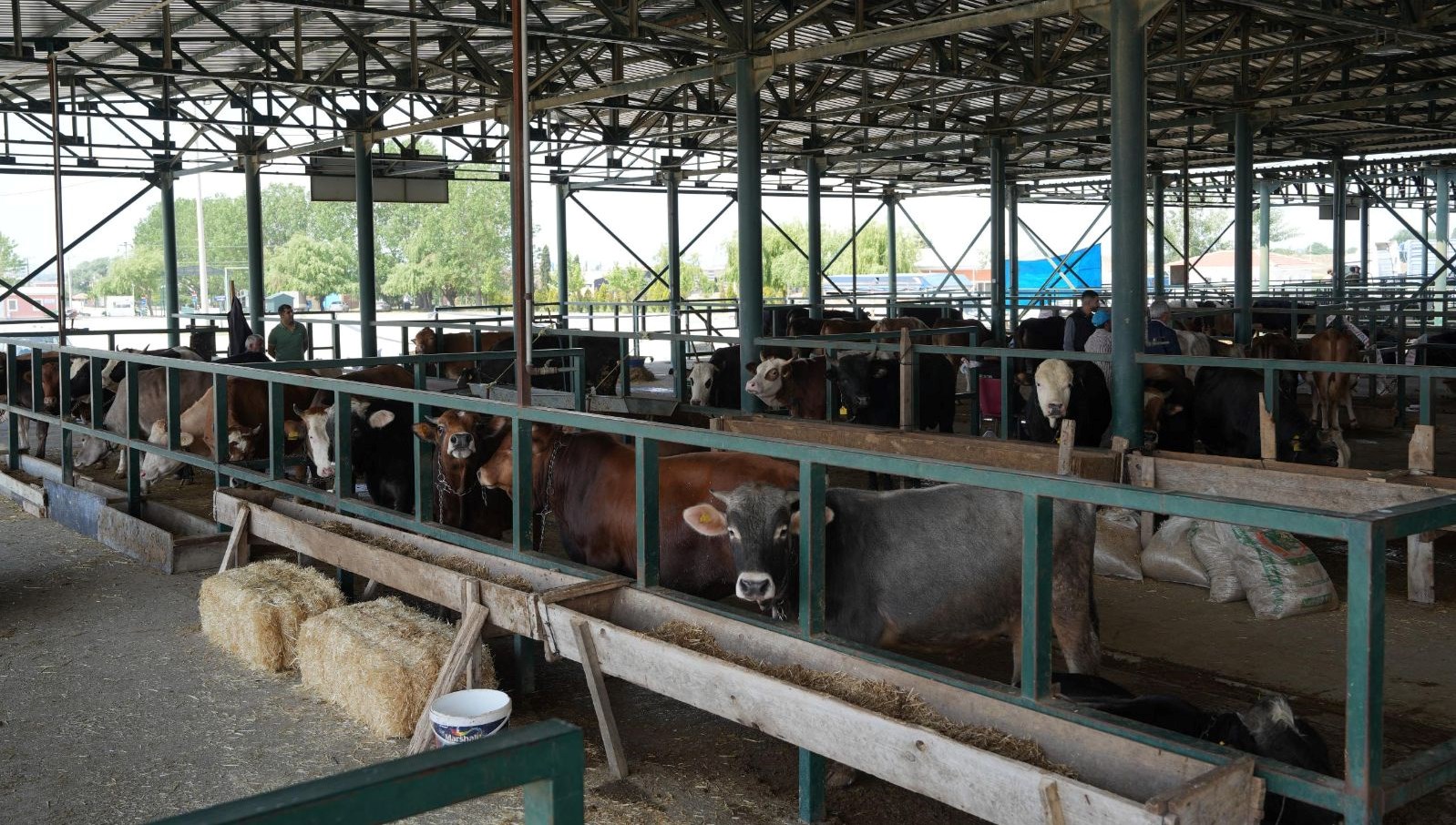 eskisehirde sap onlemi buyuksehir hayvan pazari kapatildi z2gNfaOE