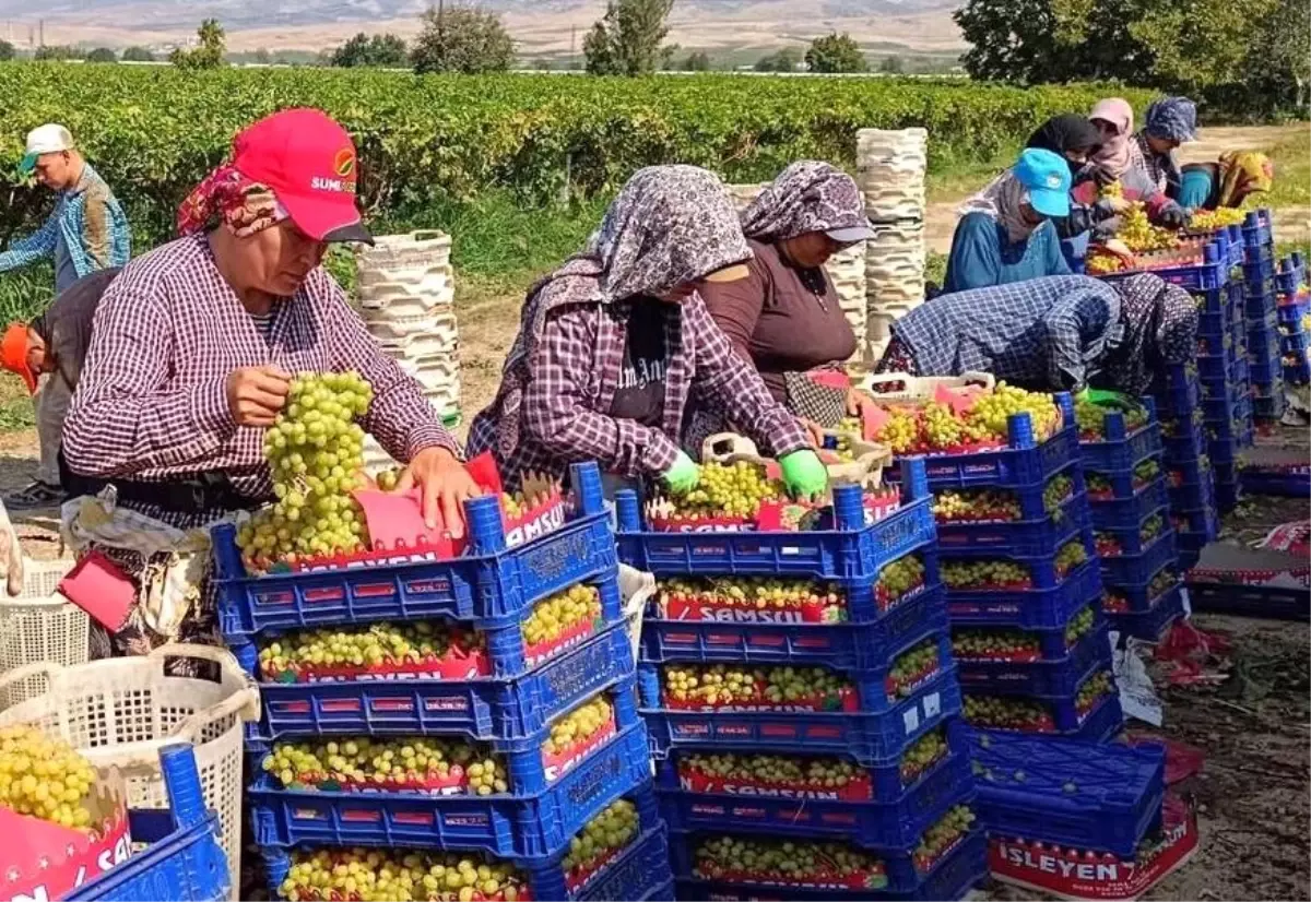 sarigolde uzum hasadi devam ediyor I9uvdTm2