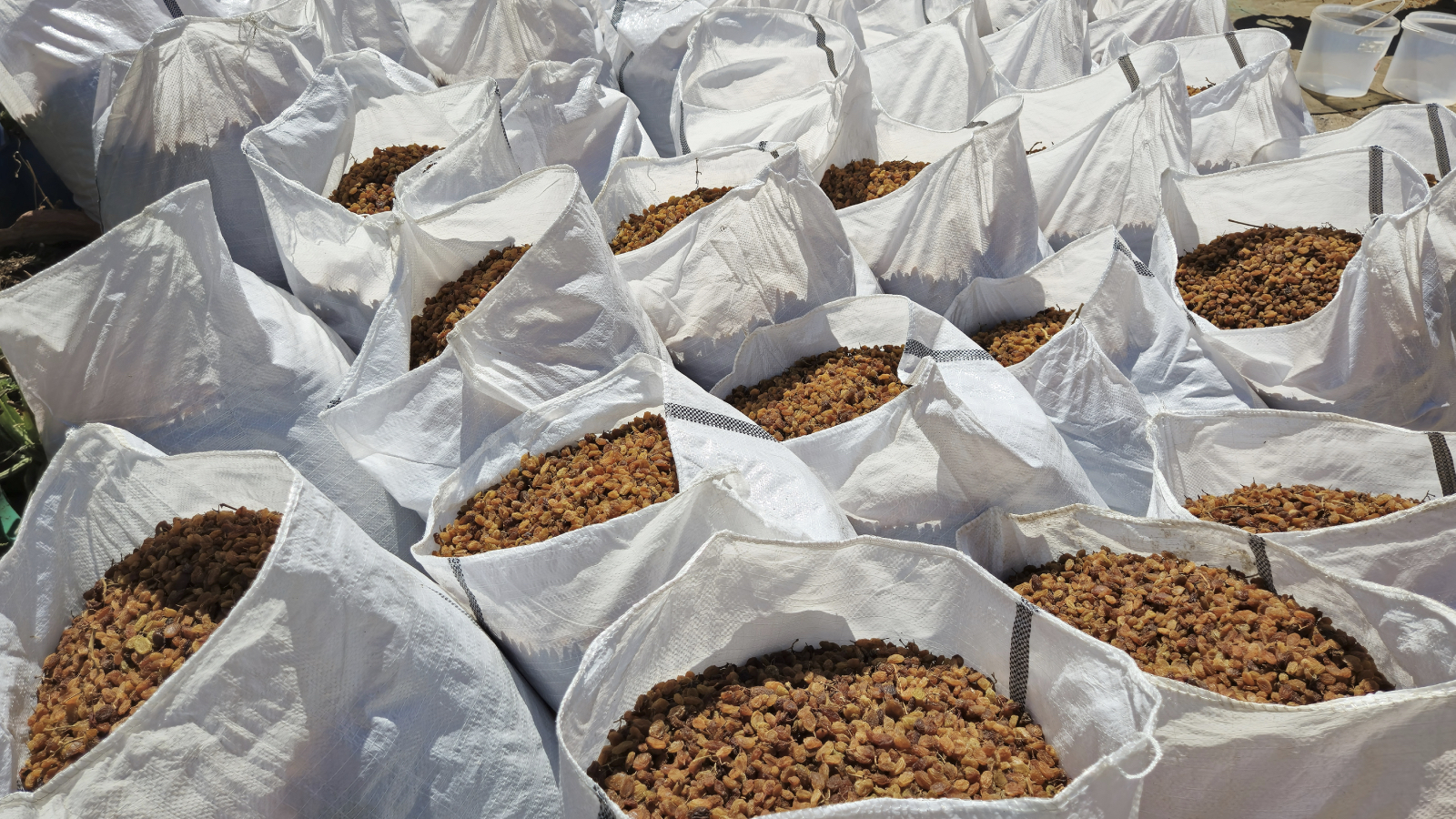 turkiyenin kuru uzum ihracati 5465 milyon dolarla rekor kirdi RZizA9mj