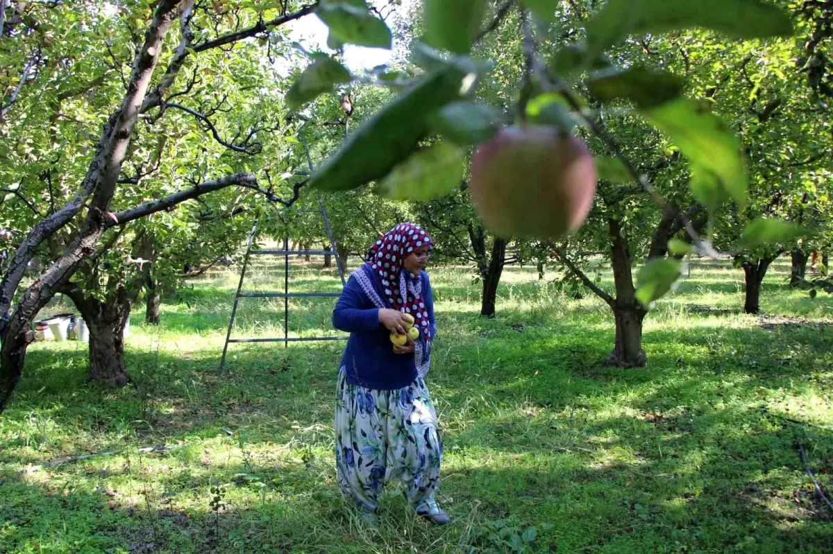 amasya misket elmasi hasadi yok 96BvPH79