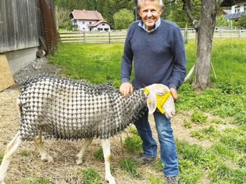 3 yıl boyunca durmadan çalıştı: Koyunlarını şövalyeye çevirdi